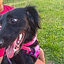 animal, bench, black_dog, canine, close_up, daylight, dog, ears, excited, fur, grass, happy, mouth, outdoor, person_partial, pet, pink_collar, pink_harness, sitting, tongue