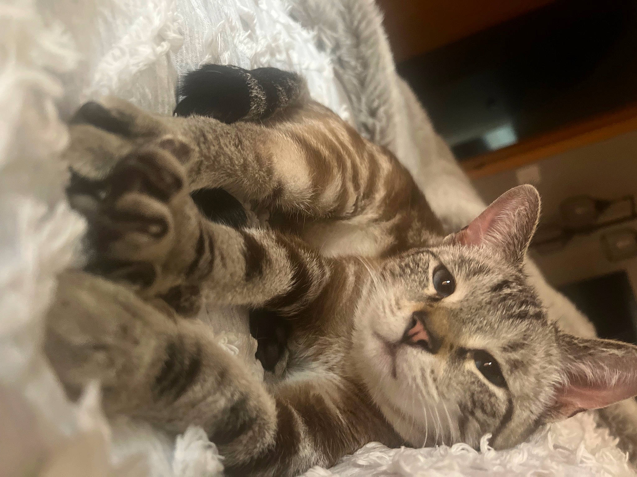 Simba is registered to the contest to win money with this photo: bed, carnivore, cat, claw, close_up, comfort, domestic_short_haired_cat, ear, fawn, felidae, fur, paw, small_to_medium_sized_cats, snout, tail, whiskers, window