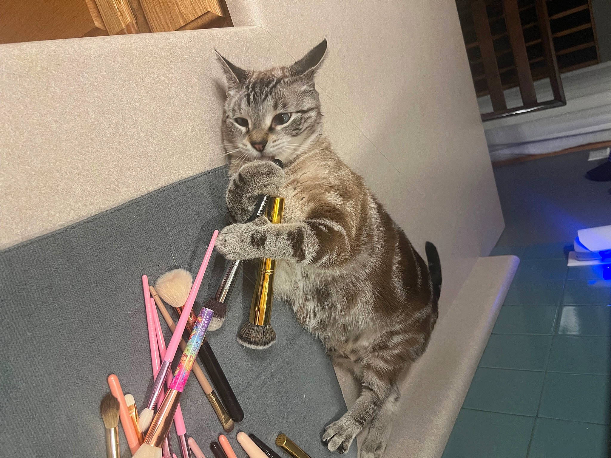 Simba joined the competition — help win amazing prizes! carnivore, cat, cat_toy, claw, domestic_short_haired_cat, felidae, flooring, fur, grey, paw, small_to_medium_sized_cats, snout, tail, terrestrial_animal, whiskers, window