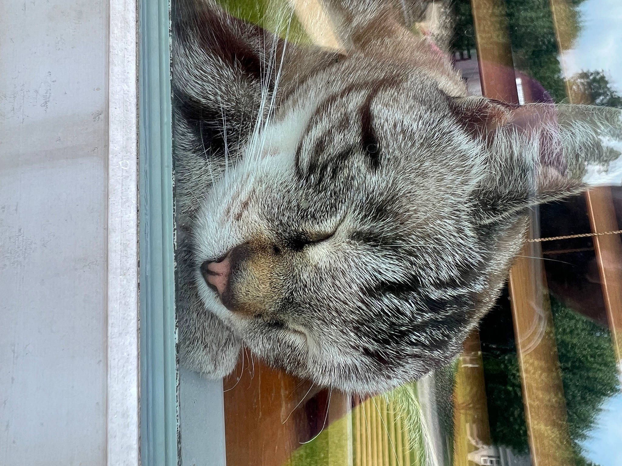 Simba joined the competition — help win amazing prizes! animal_shelter, carnivore, cat, domestic_short_haired_cat, felidae, fur, grey, plant, small_to_medium_sized_cats, snout, tail, terrestrial_animal, tree, whiskers, wildlife, window, wood