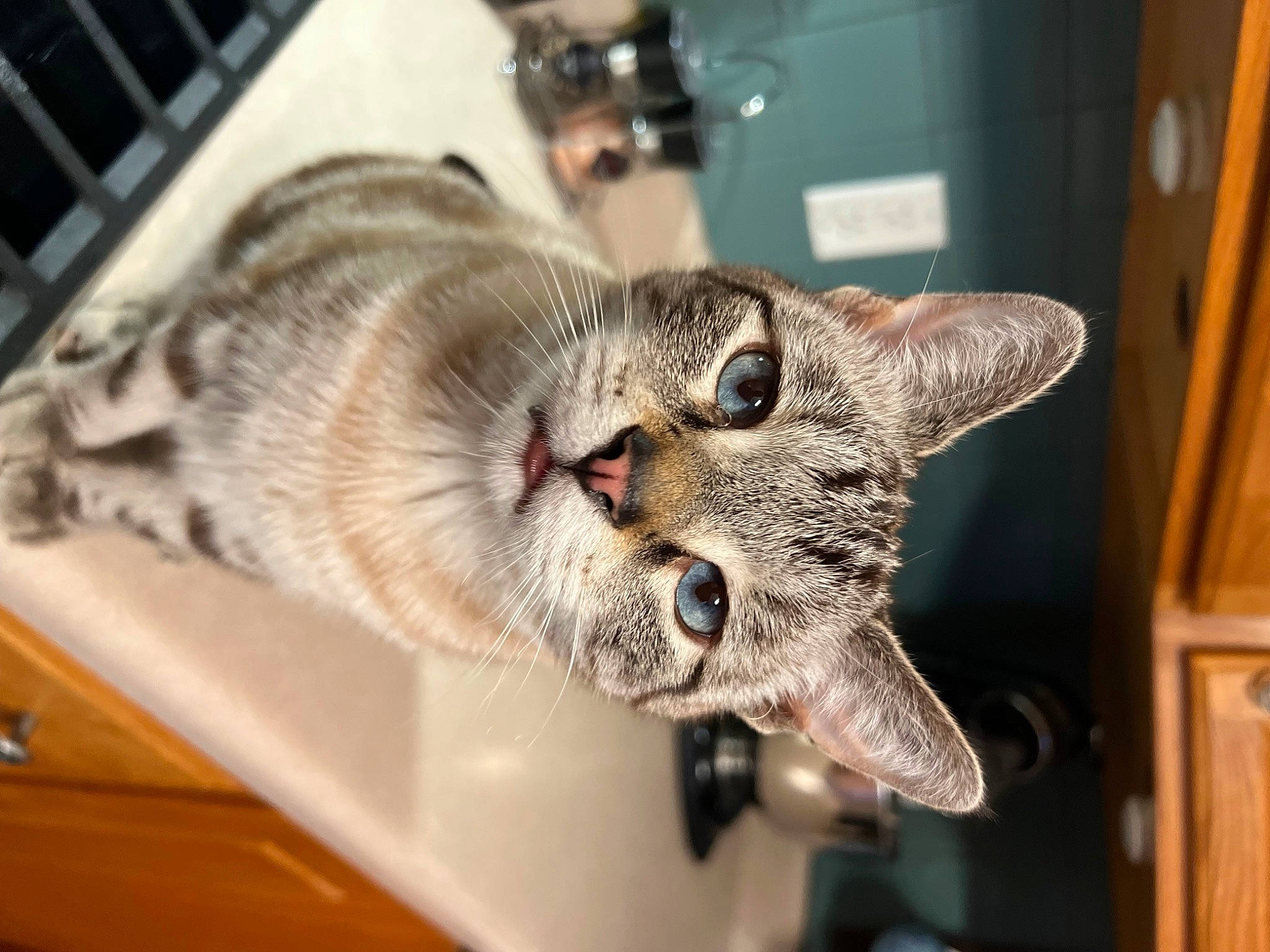 Simba joined the competition — help win amazing prizes! carnivore, cat, claw, domestic_short_haired_cat, eyewear, fang, felidae, fur, paw, small_to_medium_sized_cats, snout, tail, whiskers