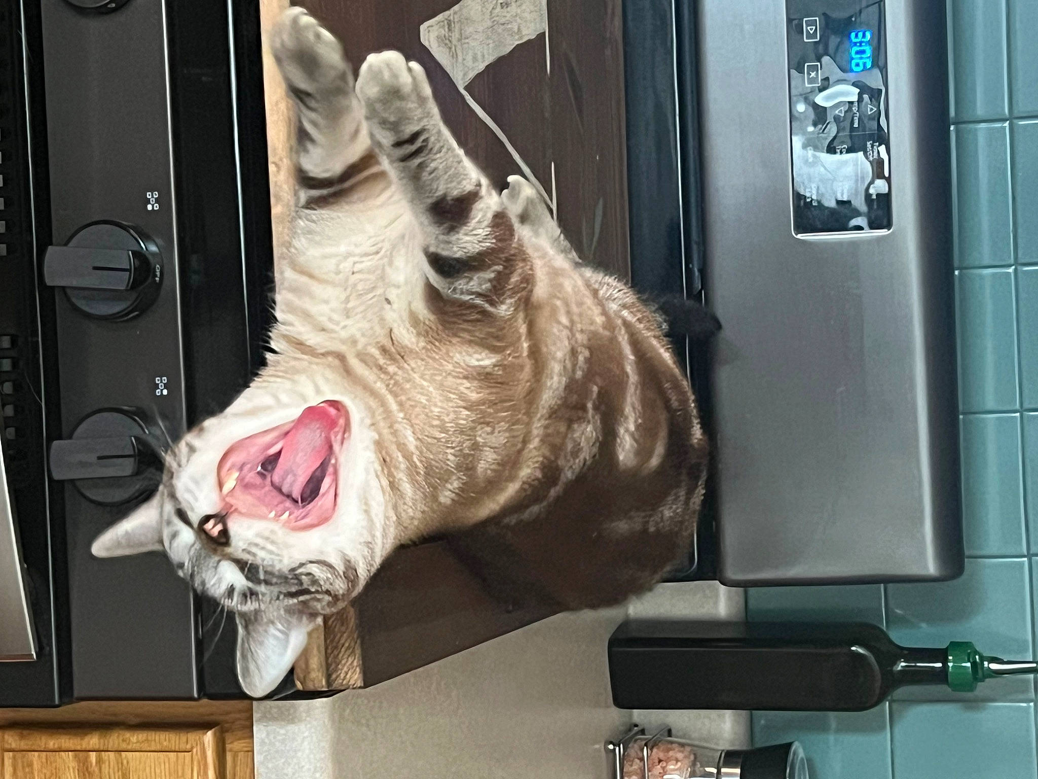 Simba joined the competition — help win amazing prizes! art, carmine, felidae, flesh, foot, fur, gas, glass, jaw, livestock, machine, metal, room, small_to_medium_sized_cats, suidae, vertebrate, visual_arts, whiskers, wrinkle