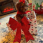 Canelita is registered to the contest to win money with this photo: carpet, christmas, cozy, cute, decorations, dog, festive, fireplace, gift_box, glitter, holiday, holiday_season, indoor, pet, present, puppy, red_bow, red_scarf, small_dog, wrapped_gift