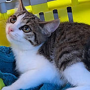 Mila a rejoint le concours — aidez-le/la à gagner de superbes lots ! cat, tabby_cat, white_fur, blue_blanket, yellow_crate, pet, animal, indoor, fur, whiskers, ears, eyes, curious, looking_up, resting, closeup, cute, domestic_cat, soft_texture, relaxed