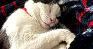 Minnie joined the competition — help win amazing prizes! blanket, brown_fur, cat, close_up, closed_eyes, cozy, curled_up, ears, indoor, kitten, paws, pet, pink_nose, plush, portrait, relaxed, sleeping, soft_texture, whiskers, white_fur