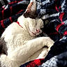 blanket, brown_fur, cat, close_up, closed_eyes, cozy, curled_up, ears, indoor, kitten, paws, pet, pink_nose, plush, portrait, relaxed, sleeping, soft_texture, whiskers, white_fur