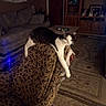 Minnie joined the competition — help win amazing prizes! animal, black_and_white, cabinet, carpet, cat, cozy, dim_lighting, furniture, home_decor, indoor, living_room, long_body, ottoman, patterned_fabric, pet, relaxed, rug, sofa, stretching, wooden_floor