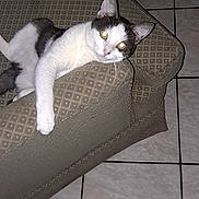 Minnie joined the competition — help win amazing prizes! cat, animal, pet, feline, armchair, furniture, tile_floor, indoor, relaxed, white_and_black_cat, paw, curious, looking_up, home, cozy, resting, domestic_animal, seat, patterned_fabric, floor
