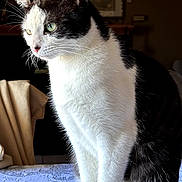 Minnie is registered to the contest to win money with this photo: alert, animal, black_and_white, blanket, blue_blanket, cat, close_up, domestic_animal, ears, fur, green_eyes, home, indoors, pet, portrait, sitting, sunlight, tail, tuxedo_cat, whiskers