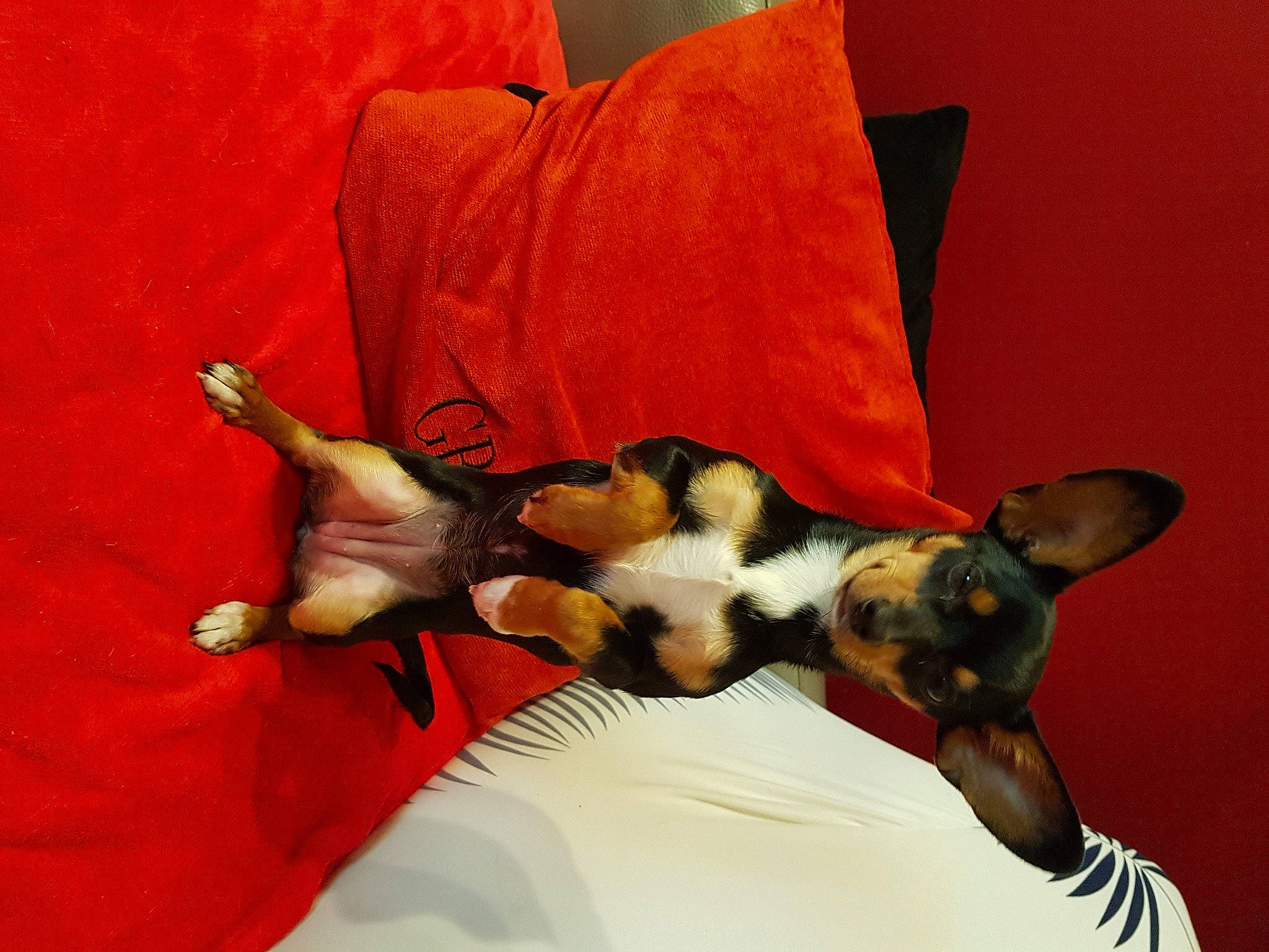 Vixy a rejoint le concours — aidez-le/la à gagner de superbes lots ! canidae, carnivore, claw, comfort, companion_dog, dog, dog_breed, dog_supply, fawn, felidae, fur, linens, nap, non_sporting_group, paw, scent_hound, sporting_group, tail, watch, whiskers