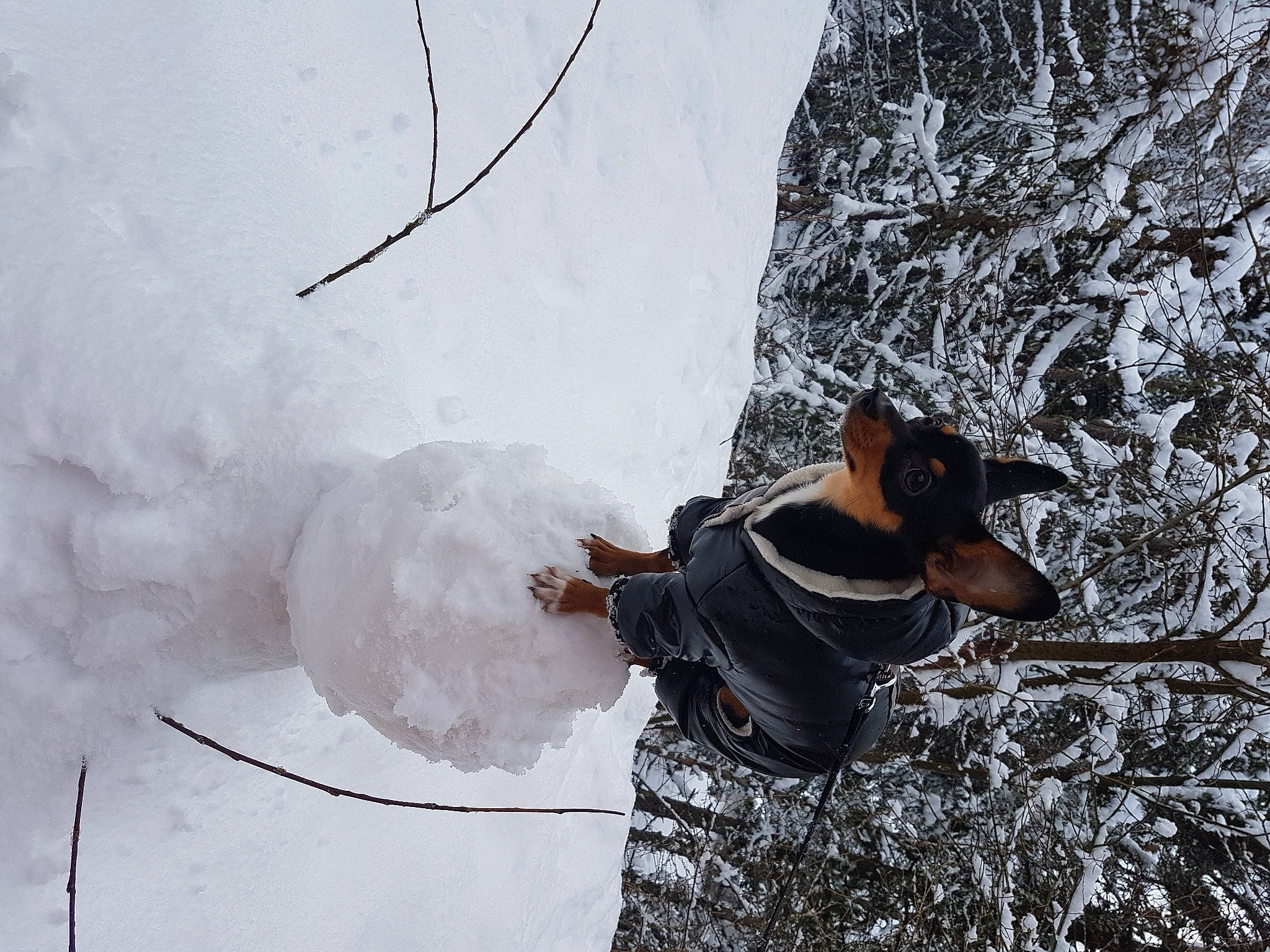 Vixy a rejoint le concours — aidez-le/la à gagner de superbes lots ! adventure, dog, freezing, frost, fun, glacial_landform, hat, mountaineer, people_in_nature, plant, playing_in_the_snow, recreation, slope, snow, sunglasses, tree, trunk, twig, vertebrate, winter