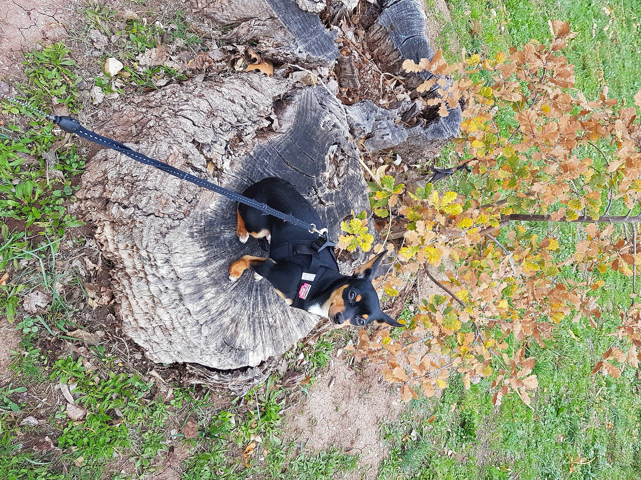 Vixy participe au concours pour gagner de l'argent avec cette photo : autumn, bedrock, deciduous, grass, groundcover, landscape, natural_landscape, northern_hardwood_forest, plant, rock, shadow, shrub, soil, subshrub, temperate_broadleaf_and_mixed_forest, terrestrial_animal, tree, trunk, twig, wildlife