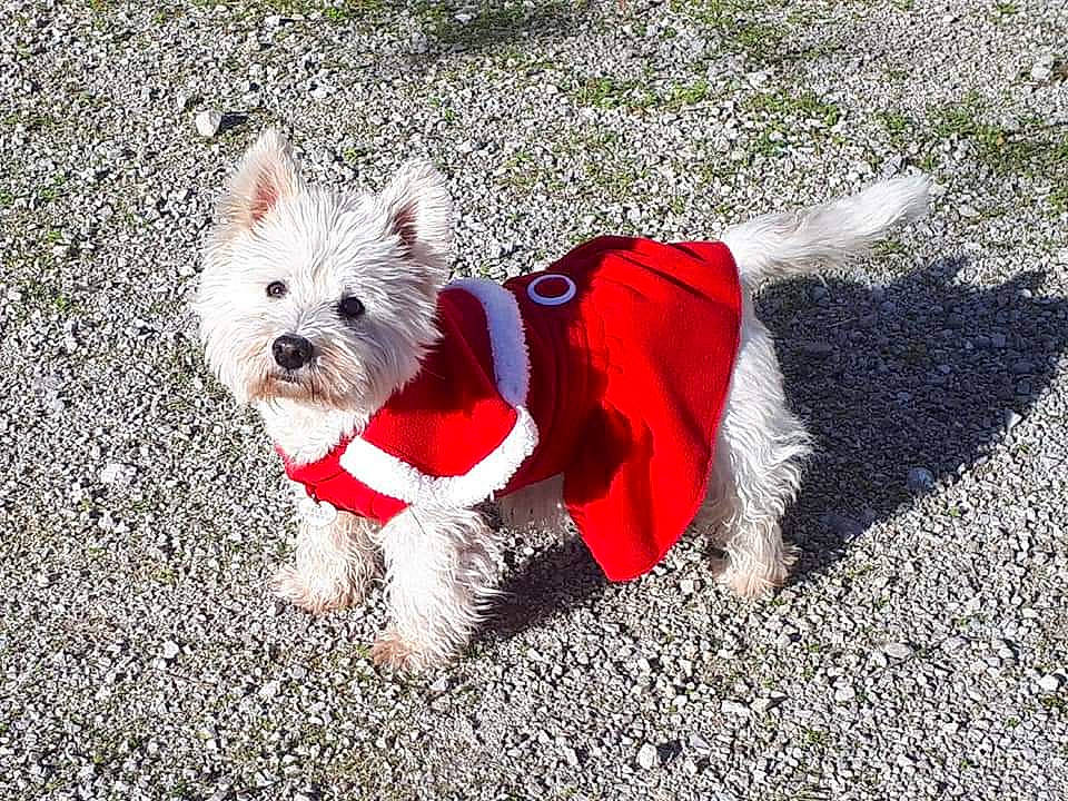 Sally participe au concours pour gagner de l'argent avec cette photo : cairn_terrier, canidae, carnivore, companion_dog, dog, dog_breed, dog_clothes, maltese, mammal, morkie, puppy, rare_breed_dog, small_terrier, sporting_group, terrier, toy_dog, west_highland_white_terrier, yorkshire_terrier