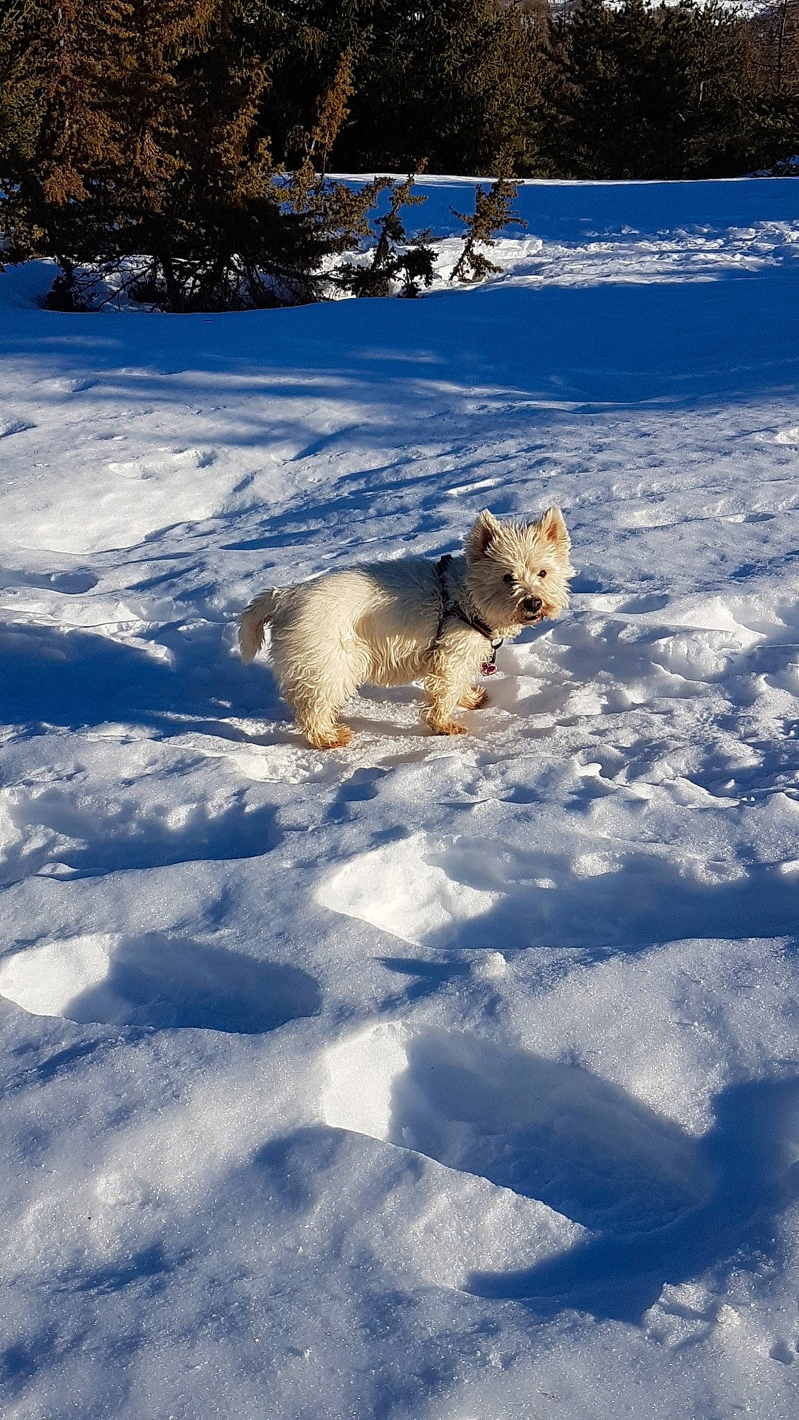 Sally participe au concours pour gagner de l'argent avec cette photo : canidae, carnivore, dog, dog_breed, freezing, glen_of_imaal_terrier, norwich_terrier, pembroke_welsh_corgi, snow, winter