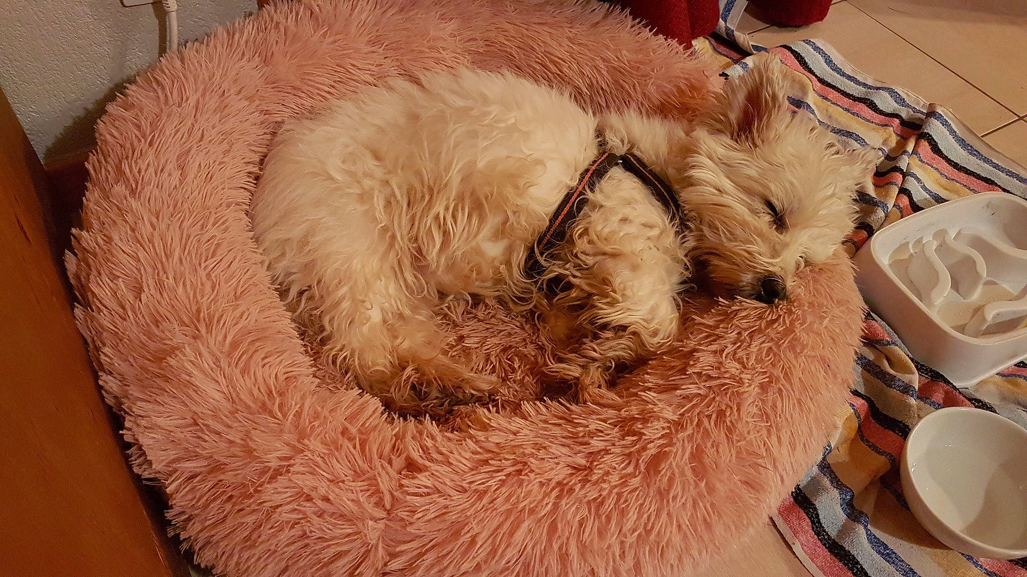 Sally a rejoint le concours — aidez-le/la à gagner de superbes lots ! canidae, carnivore, claw, dog, dog_breed, fawn, fur, goldendoodle, sporting_group, terrier, wool