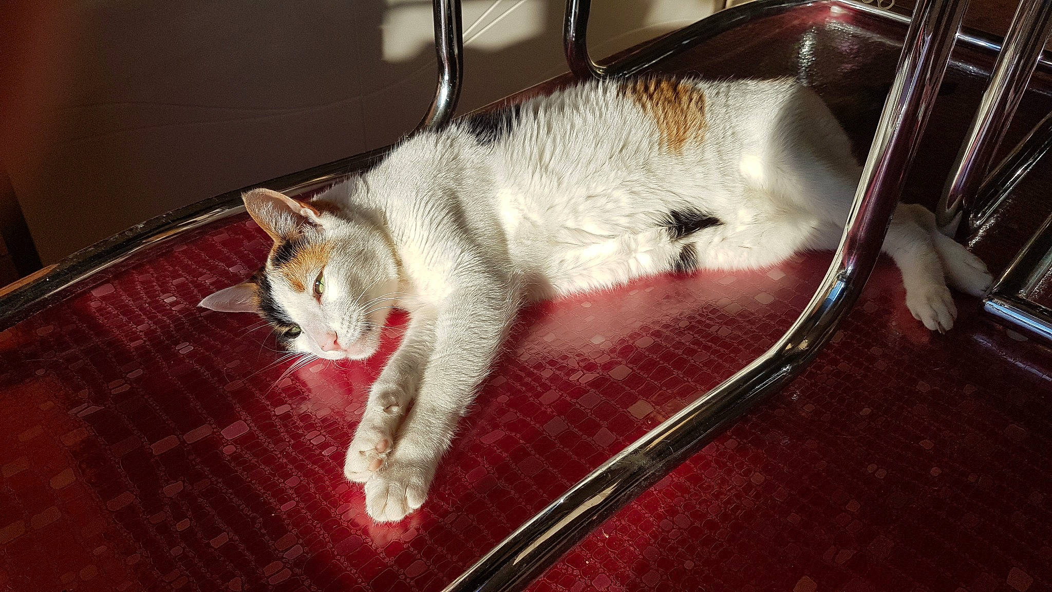 Litchie a rejoint le concours — aidez-le/la à gagner de superbes lots ! canidae, carnivore, cat, claw, domestic_short_haired_cat, fawn, felidae, flooring, fur, metal, paw, photo_caption, small_to_medium_sized_cats, snout, tail, whiskers, wood