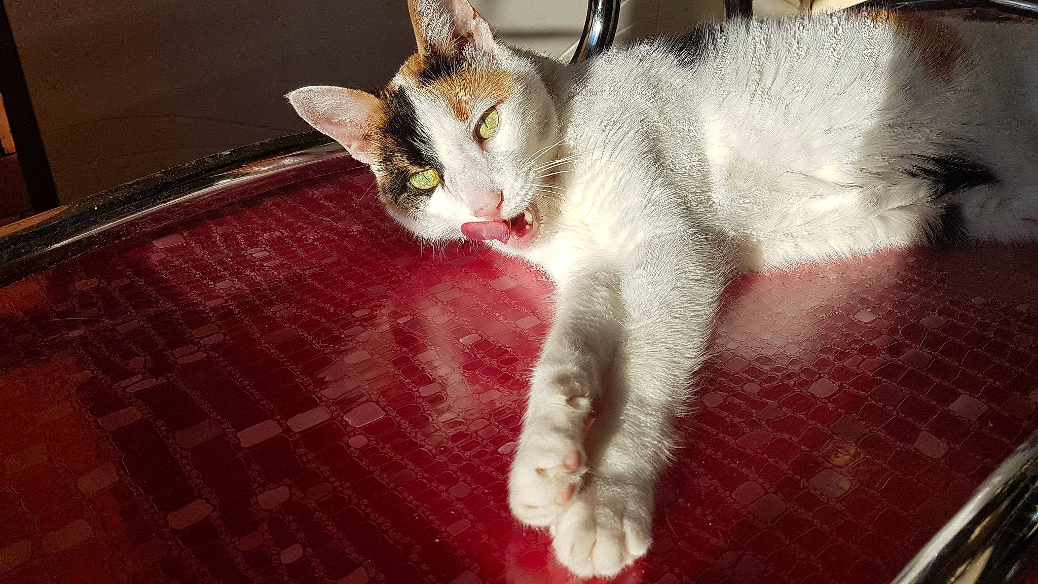 Litchie a rejoint le concours — aidez-le/la à gagner de superbes lots ! carnivore, cat, claw, domestic_short_haired_cat, fawn, felidae, flooring, fur, hardwood, paw, small_to_medium_sized_cats, tail, whiskers, wood