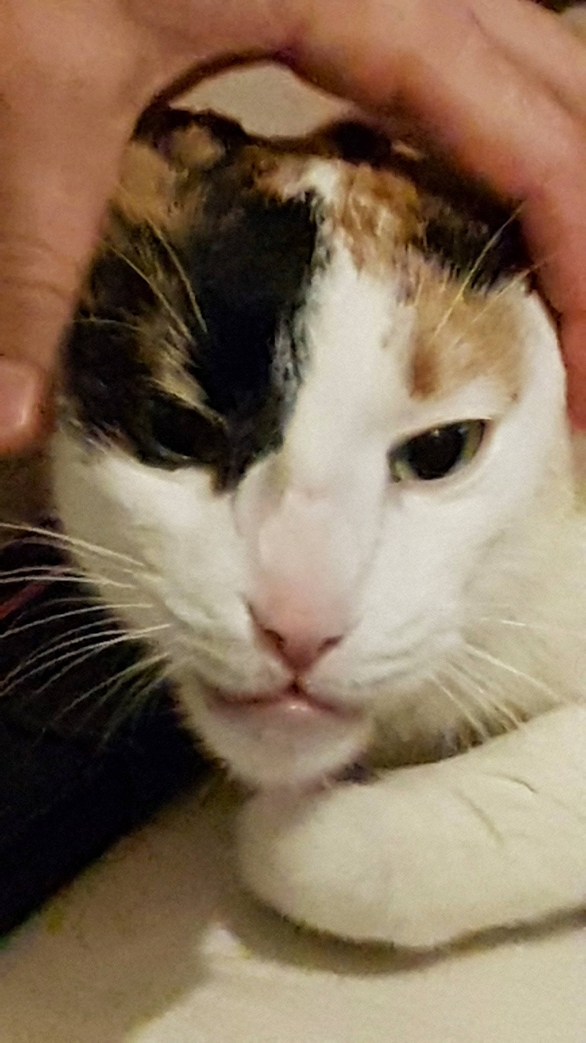 Litchie a rejoint le concours — aidez-le/la à gagner de superbes lots ! aegean_cat, american_curl, american_wirehair, carnivore, cat, domestic_short_haired_cat, european_shorthair, felidae, fur, japanese_bobtail, nose, small_to_medium_sized_cats, snout, turkish_van, whiskers