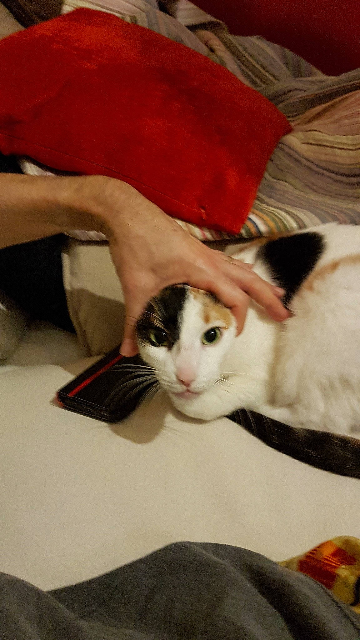 Litchie a rejoint le concours — aidez-le/la à gagner de superbes lots ! carnivore, cat, ear, fawn, felidae, japanese_bobtail, kitten, mammal, small_to_medium_sized_cats, turkish_van, whiskers