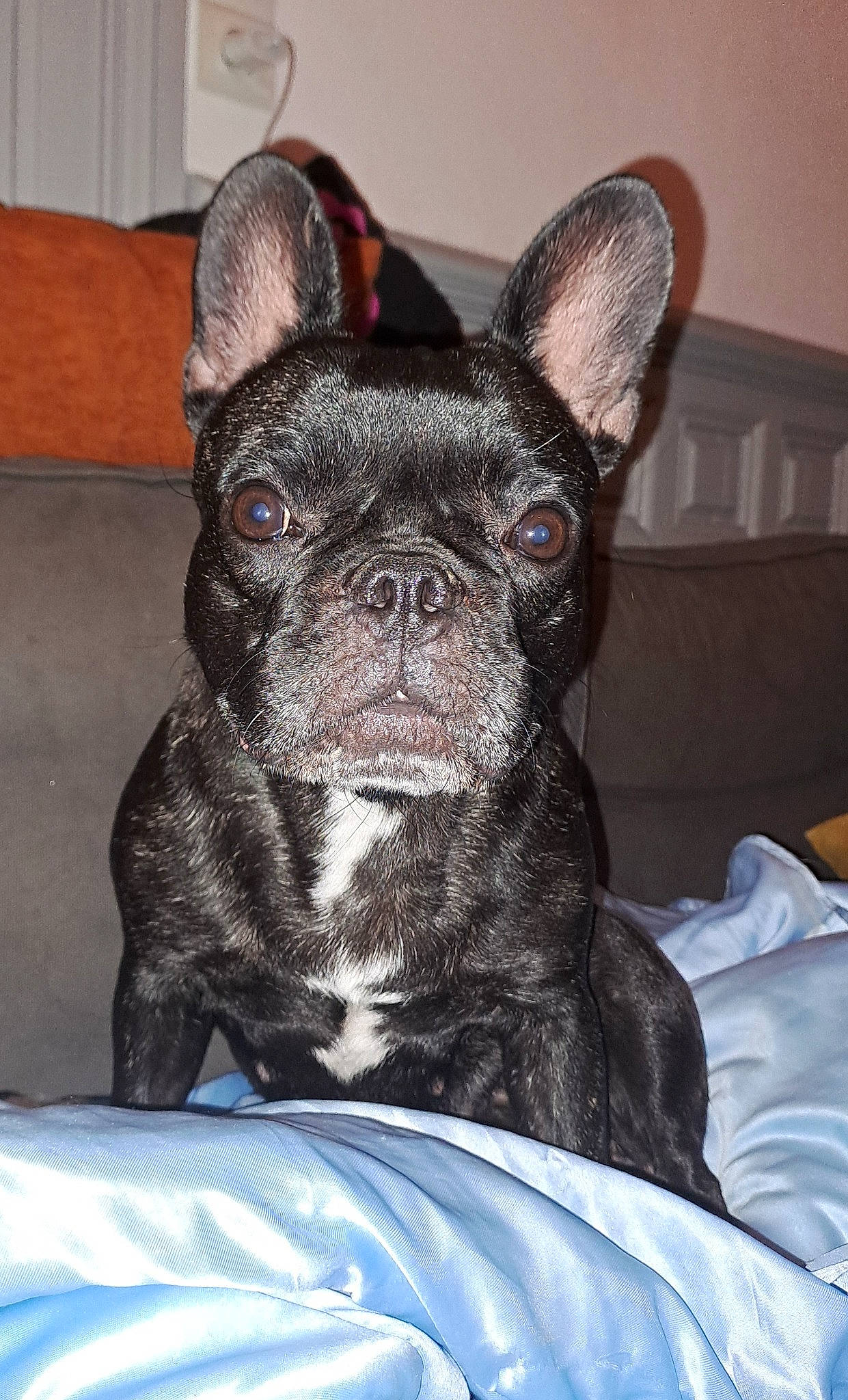 Orena a rejoint le concours — aidez-le/la à gagner de superbes lots ! bulldog, canidae, carnivore, comfort, companion_dog, dog, dog_breed, ear, electric_blue, fawn, fur, non_sporting_group, snout, sporting_group, terrestrial_animal, toy_dog, whiskers, working_animal