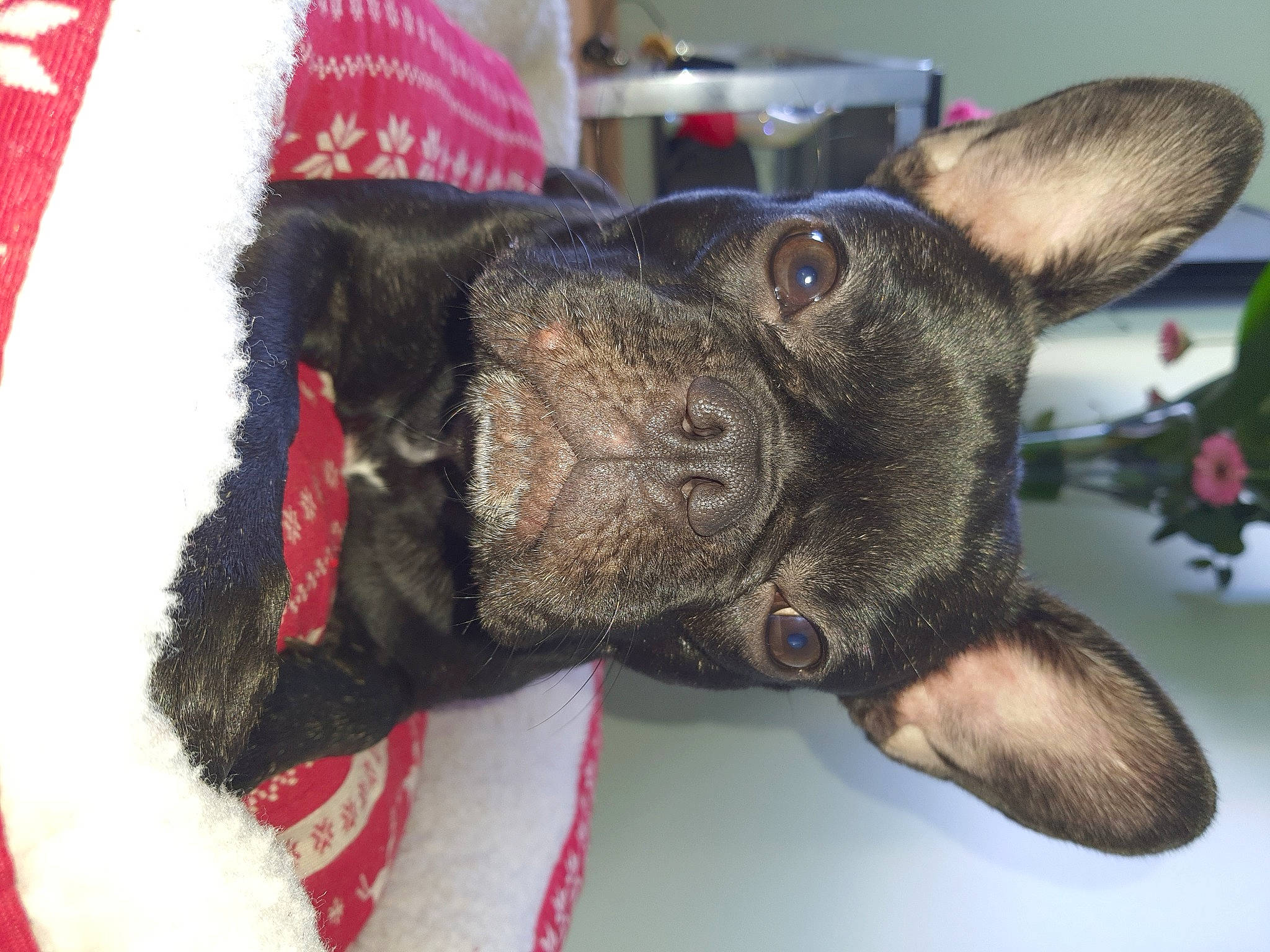 Orena participe au concours pour gagner de l'argent avec cette photo : canidae, carnivore, collar, companion_dog, dog, dog_breed, dog_collar, ear, fashion_accessory, fawn, fur, non_sporting_group, snout, sporting_group, whiskers, working_animal, working_dog