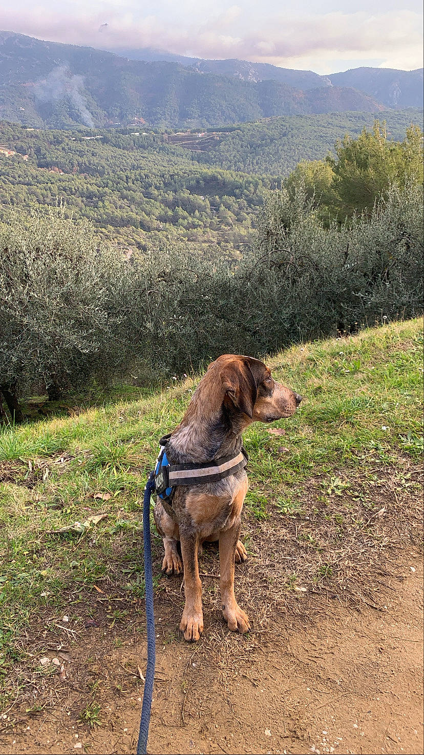 Jimmy a rejoint le concours — aidez-le/la à gagner de superbes lots ! canidae, carnivore, chaparral, collar, companion_dog, dog, dog_breed, dog_collar, highland, hill_station, leash, liver, mammal, plant_community, ridge, shrubland, snout, sporting_group, valley, working_animal