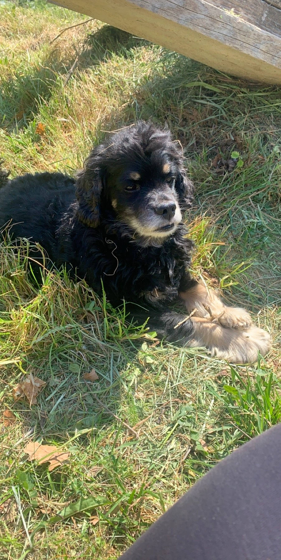 Heliot a rejoint le concours — aidez-le/la à gagner de superbes lots ! canidae, carnivore, cocker_spaniel, companion_dog, dog, dog_breed, fur, grass, grass_family, gun_dog, liver, mammal, puppy, snout, spaniel, sporting_group, vertebrate, water_dog, working_animal, working_dog