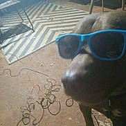 Duke joined the competition — help win amazing prizes! accessory, animal, blur, brown, casual, chair, decor, dog, floor, funny, furniture, home, indoor, light, pet, playful, rug, shadow, sunglasses, wire