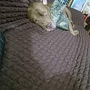 Duke joined the competition — help win amazing prizes! dog, cat, sleeping, couch, blanket, cozy, pet, feline, canine, indoor, resting, friendship, cute, snuggling, brown, texture, animal, companion, relaxing, home