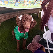 Corazon joined the competition — help win amazing prizes! dog, curly_hair, green_jersey, bows, grass, artificial_grass, person, long_hair, white_chair, cowboy_boot, table, tablecloth, cartoon, kitchen_utensils, outdoor, smiling_dog, pet, happy, brown_dog, seated_person