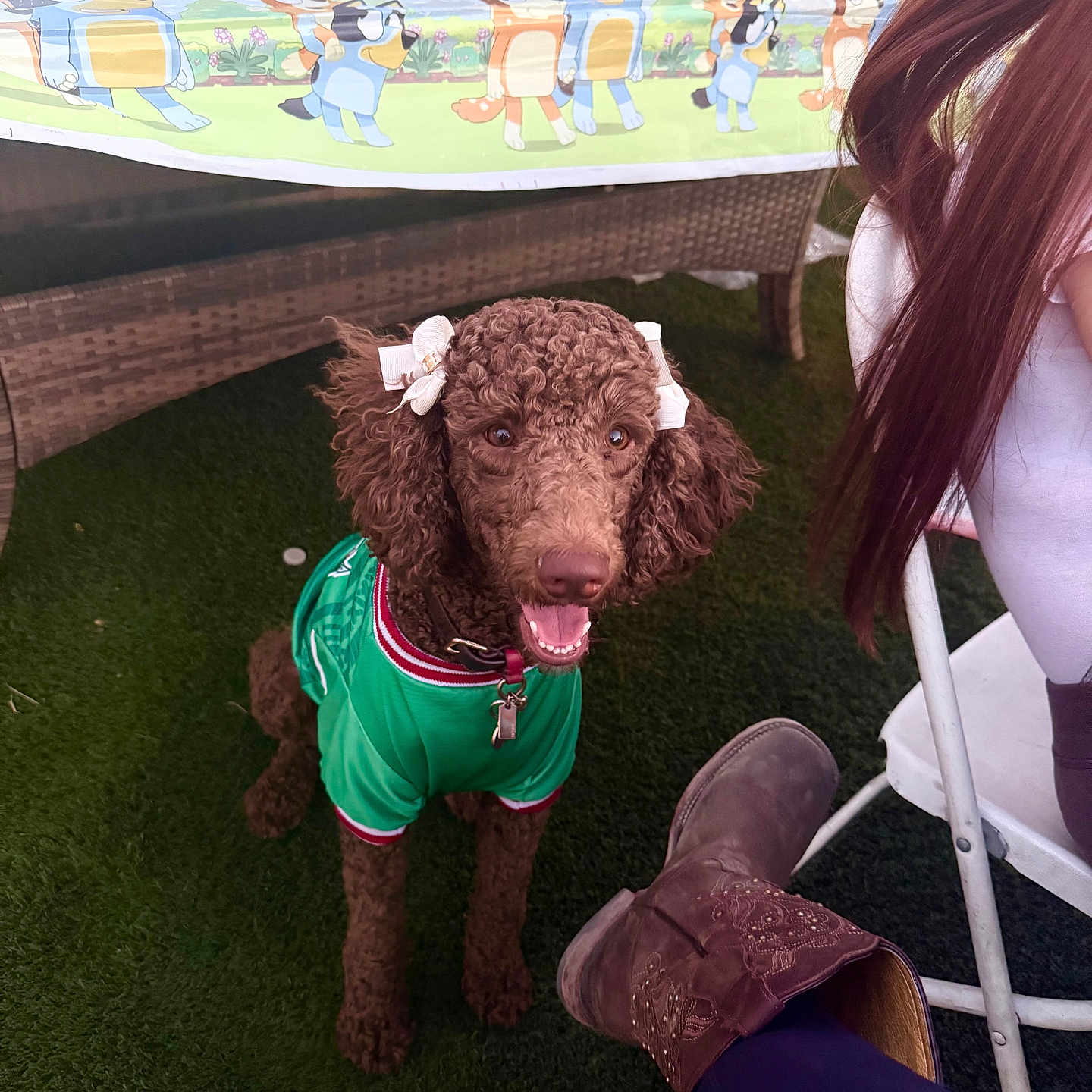 Corazon joined the competition — help win amazing prizes! dog, curly_hair, green_jersey, bows, grass, artificial_grass, person, long_hair, white_chair, cowboy_boot, table, tablecloth, cartoon, kitchen_utensils, outdoor, smiling_dog, pet, happy, brown_dog, seated_person