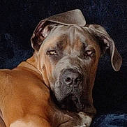 Orthos a rejoint le concours — aidez-le/la à gagner de superbes lots ! dog, canine, pet, portrait, closeup, brown_fur, animal, face, ears, lying_down, resting, large_dog, expression, indoor, dark_background, furry, muzzle, eyes, snout, head