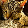 Sushi is registered to the contest to win money with this photo: cat, tabby, pet, animal, feline, carpet, paw, relaxed, indoor, closeup, yellow_eyes, whiskers, fur, sunlight, texture, cute, domestic, resting, portrait, cozy
