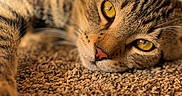 Sushi joined the competition — help win amazing prizes! cat, tabby_cat, pet, animal, feline, carpet, texture, closeup, yellow_eyes, whiskers, relaxed, indoor, sunlight, soft_focus, lying_down, fur, cute, domestic_cat, portrait, resting
