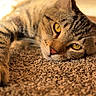 cat, tabby_cat, pet, animal, feline, carpet, texture, closeup, yellow_eyes, whiskers, relaxed, indoor, sunlight, soft_focus, lying_down, fur, cute, domestic_cat, portrait, resting