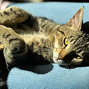 Sushi joined the competition — help win amazing prizes! cat, tabby, feline, pet, animal, relaxed, sunlight, cushion, blue, fur, whiskers, paw, ear, closeup, indoor, sleepy, face, yellow_eyes, resting, domestic_cat