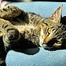 cat, tabby, feline, pet, animal, relaxed, sunlight, cushion, blue, fur, whiskers, paw, ear, closeup, indoor, sleepy, face, yellow_eyes, resting, domestic_cat