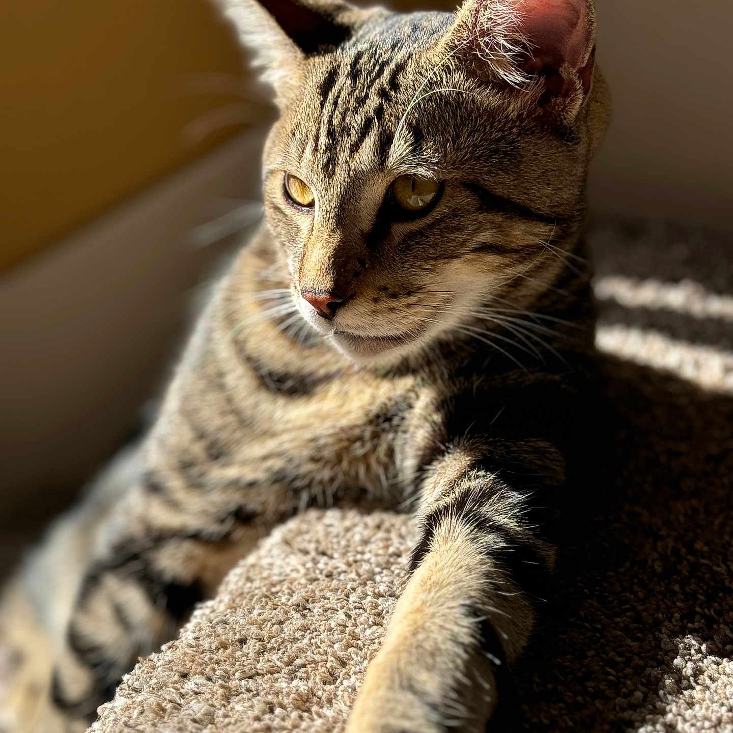 Sushi joined the competition — help win amazing prizes! cat, tabby, pet, animal, feline, relaxed, sunlight, carpet, indoor, closeup, portrait, whiskers, ears, paw, fur, striped, resting, cute, domestic, sideview