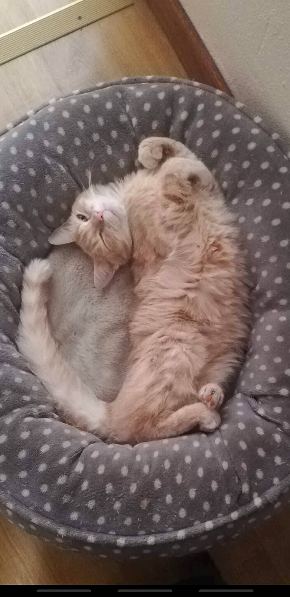 Chloé a rejoint le concours — aidez-le/la à gagner de superbes lots ! british_shorthair, burmilla, carnivore, cat, cat_bed, cornish_rex, fawn, felidae, fur, kitten, mammal, nap, small_to_medium_sized_cats, whiskers