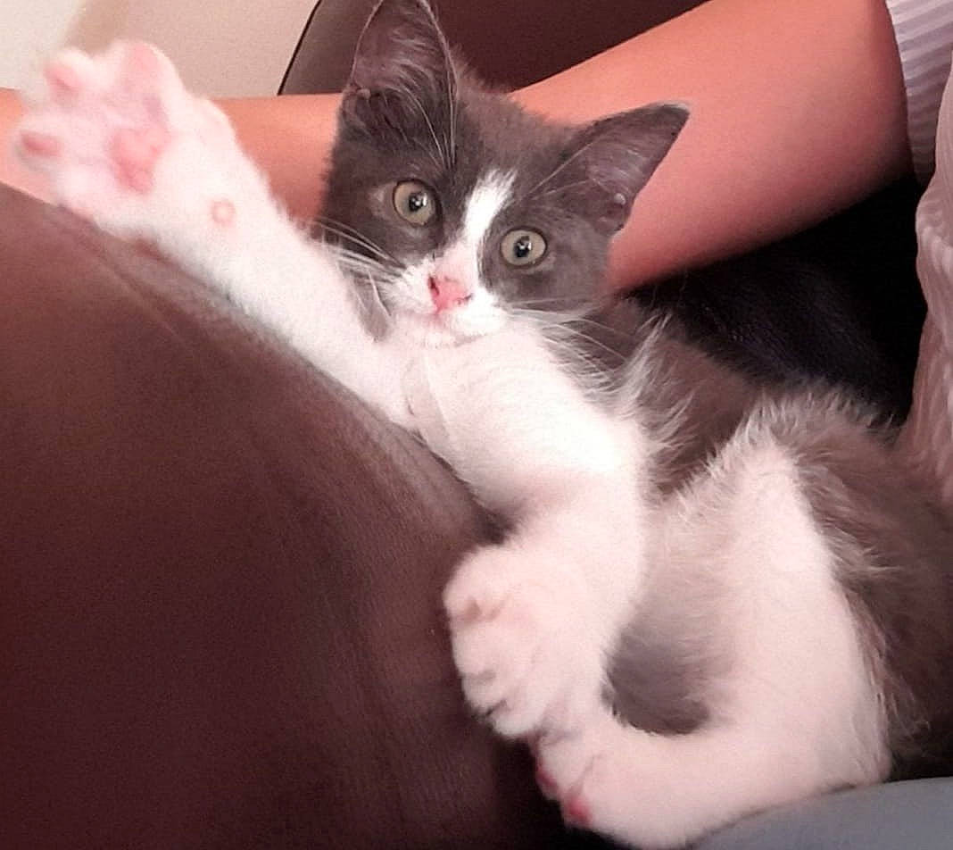 Calvin a rejoint le concours — aidez-le/la à gagner de superbes lots ! carnivore, cat, domestic_short_haired_cat, felidae, fur, paw, small_to_medium_sized_cats, snout, tail, vertebrate, whiskers