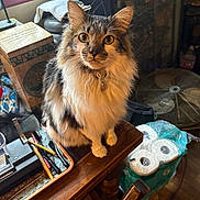 Cash is registered to the contest to win money with this photo: cat, fluffy, table, pens, toilet_paper, window, indoor, wooden_furniture, curious, pet, collar, clutter, fan, box, domestic, feline, eyes, whiskers, sitting, household