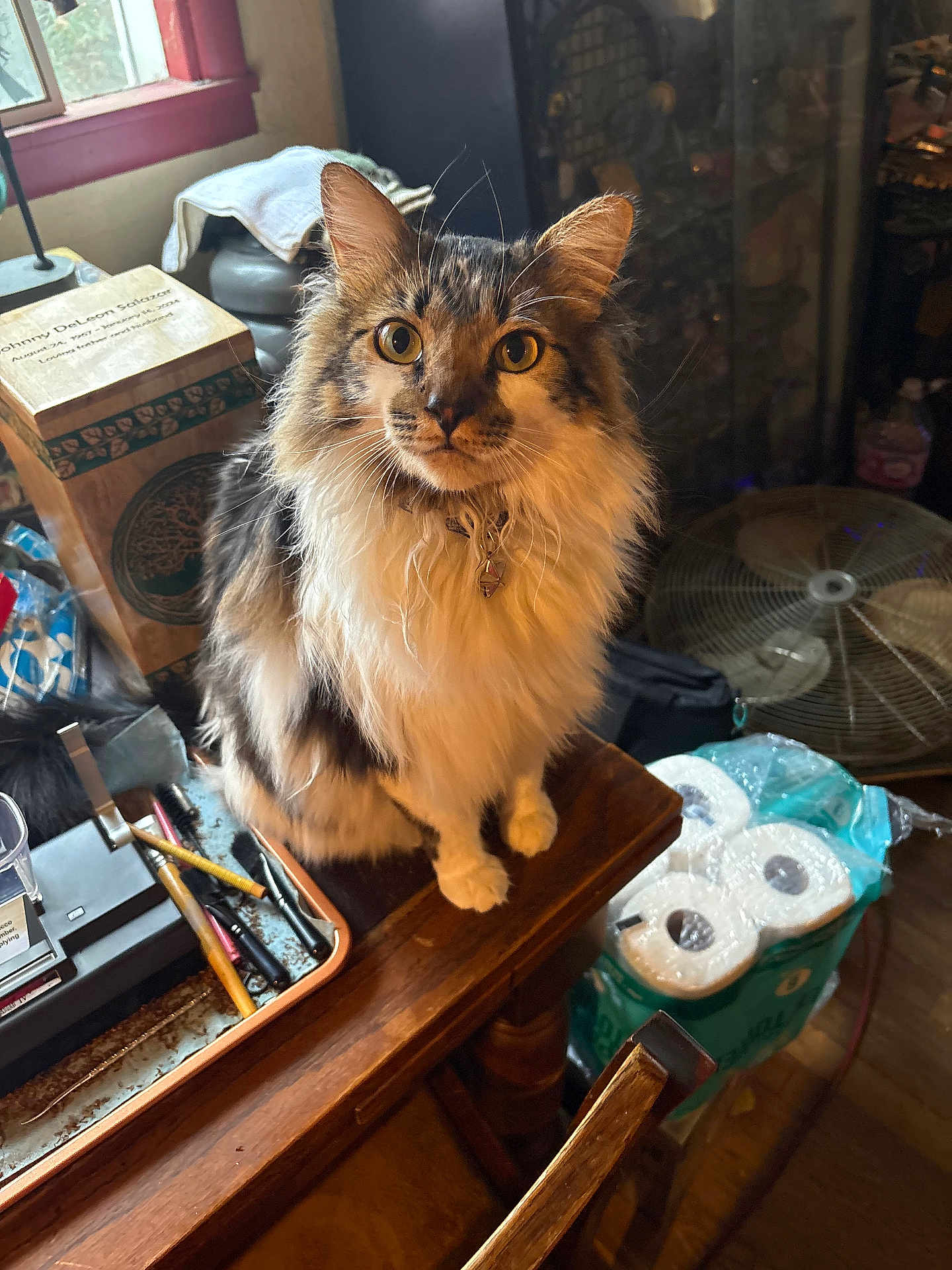 Cash is registered to the contest to win money with this photo: cat, fluffy, table, pens, toilet_paper, window, indoor, wooden_furniture, curious, pet, collar, clutter, fan, box, domestic, feline, eyes, whiskers, sitting, household