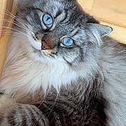 Pluton a rejoint le concours — aidez-le/la à gagner de superbes lots ! cat, blue_eyes, fluffy_fur, gray_fur, white_fur, pet, animal, indoor, wooden_surface, close_up, whiskers, paw, curious, relaxed, feline, domestic_cat, cute, portrait, laying_down, soft_fur