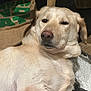 dog, cream_colored, lounge, bed, soft_texture, burlap_sack, wooden_furniture, relaxed, sleepy, pet, animal, indoor, fur, canine, closeup, resting, companion, cozy, domestic, cute