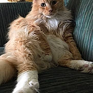 Frankie joined the competition — help win amazing prizes! cat, orange_cat, fluffy_cat, long_hair, pet, indoor, couch, striped_couch, relaxed, paw, feline, furry, mammal, whiskers, ears, seated, living_room, lamp, home_decor, cozy