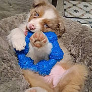 Ariel participe au concours pour gagner de l'argent avec cette photo : puppy, dog, toy, blue_toy, paw, pink_paw, fur, bed, plush_bed, cozy, cute, pet, animal, indoor, playing, resting, closeup, brown_and_white, young, domestic_animal