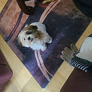 Silo is registered to the contest to win money with this photo: adorable, animal, brown, carpet, companion, cute, dog, fluffy, furniture, gloves, home, indoor, looking_up, pet, puppy, rug, small_dog, tongue_out, white, wood_floor