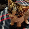 Baby is registered to the contest to win money with this photo: cat, kitten, animal, pet, close_up, whiskers, ears, eyes, fur, tabby, white_fur, brown_fur, face, portrait, indoor, blanket, plaid, cozy, cuddly, photography