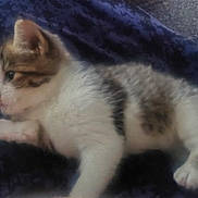 Baby is registered to the contest to win money with this photo: kitten, cat, animal, pet, feline, fur, white_fur, brown_fur, gray_fur, blue_blanket, cozy, lying_down, resting, indoor, close_up, cute, whiskers, ears, paws, portrait