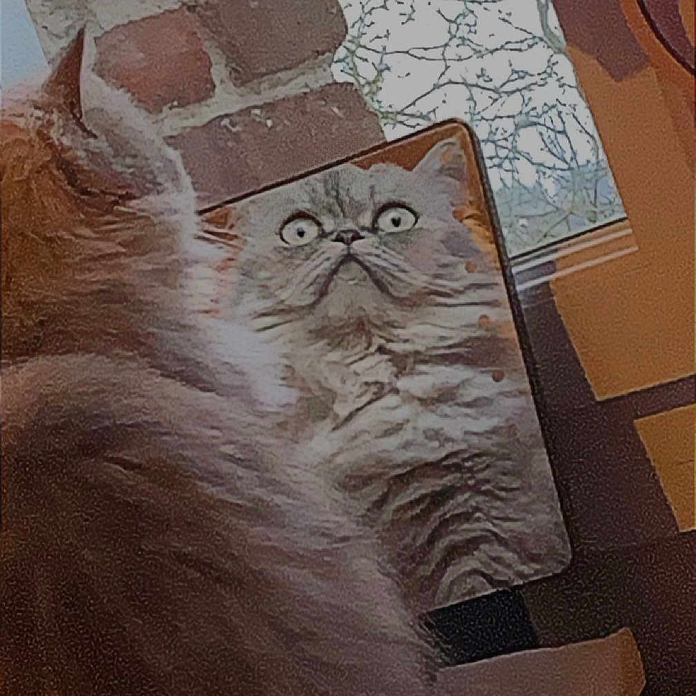 Nouchka